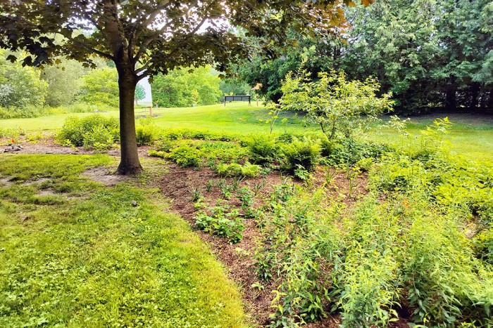Plants planted at a rain garden.